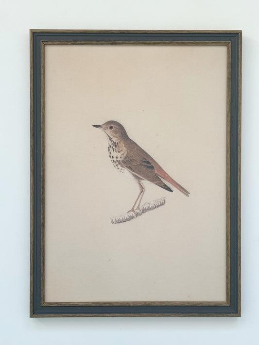 Bird 11x16 Framed Print