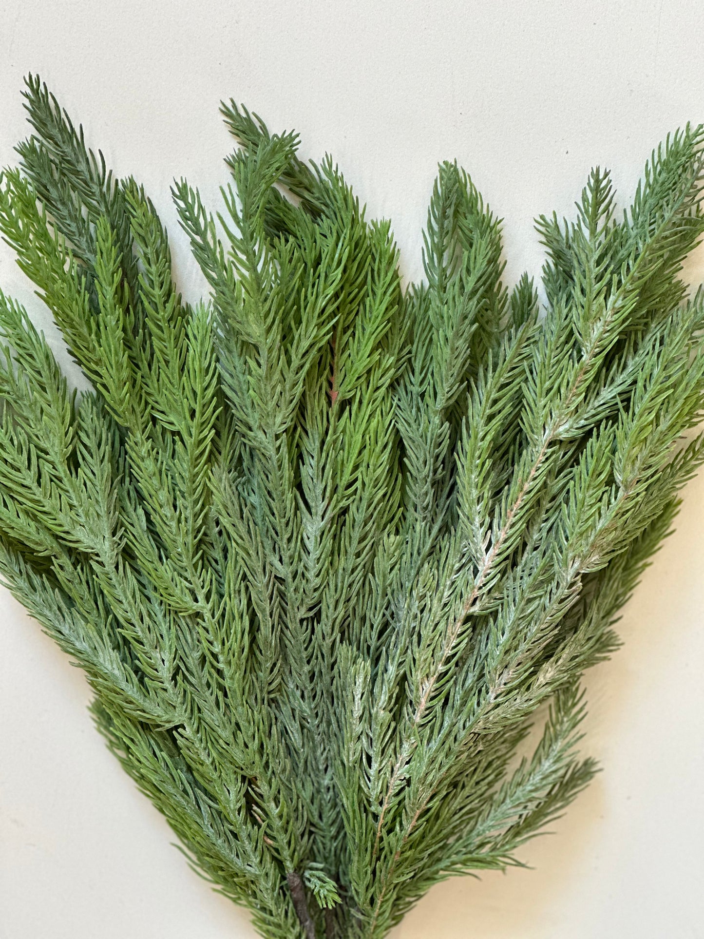 Spruce Bundle Stem