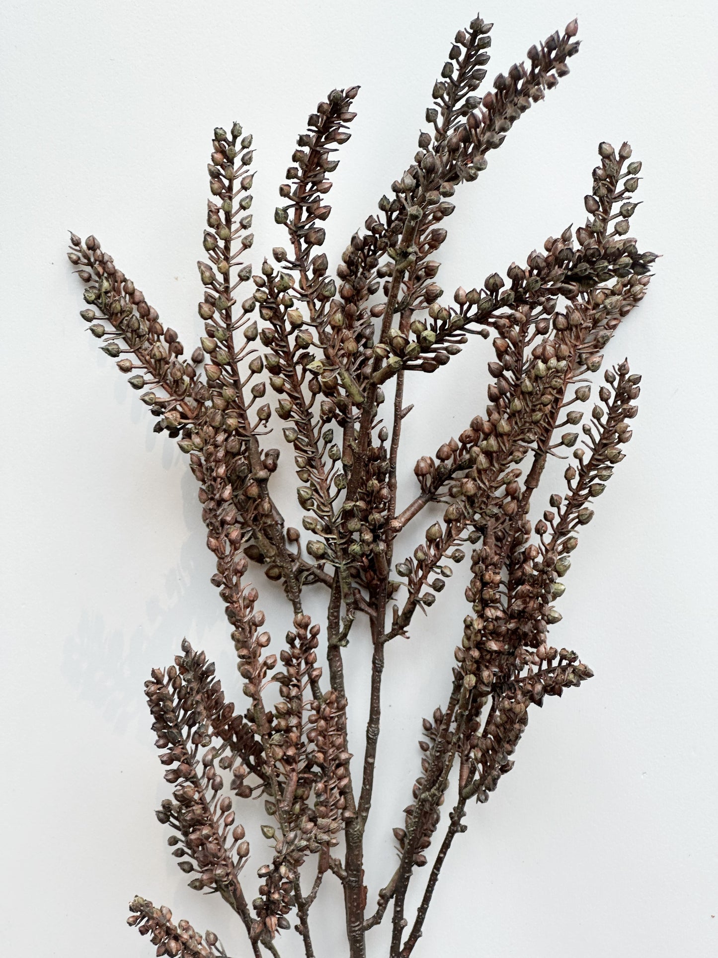 Bud Spray Brown