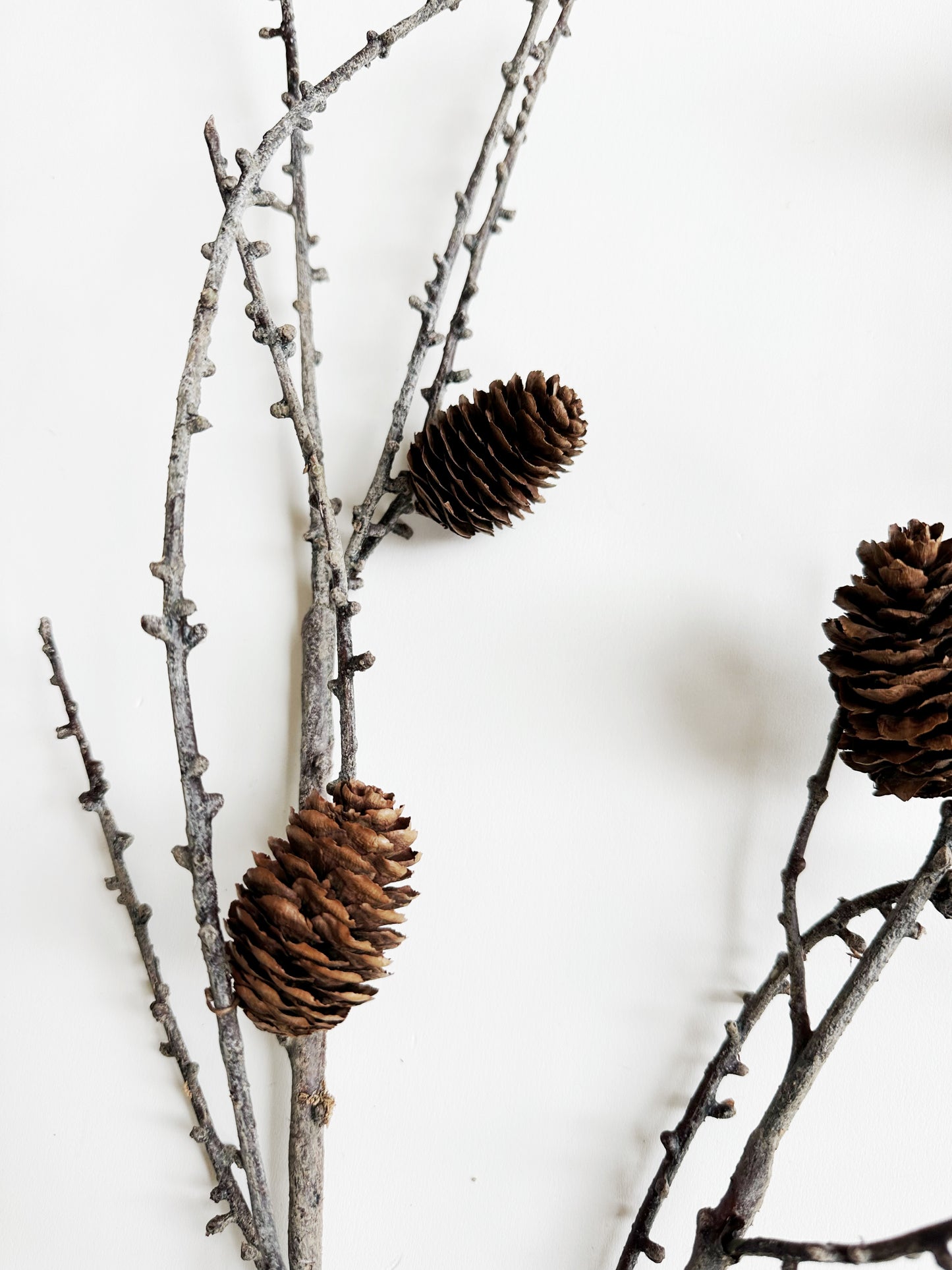 Large Realistic Branch with Pinecones