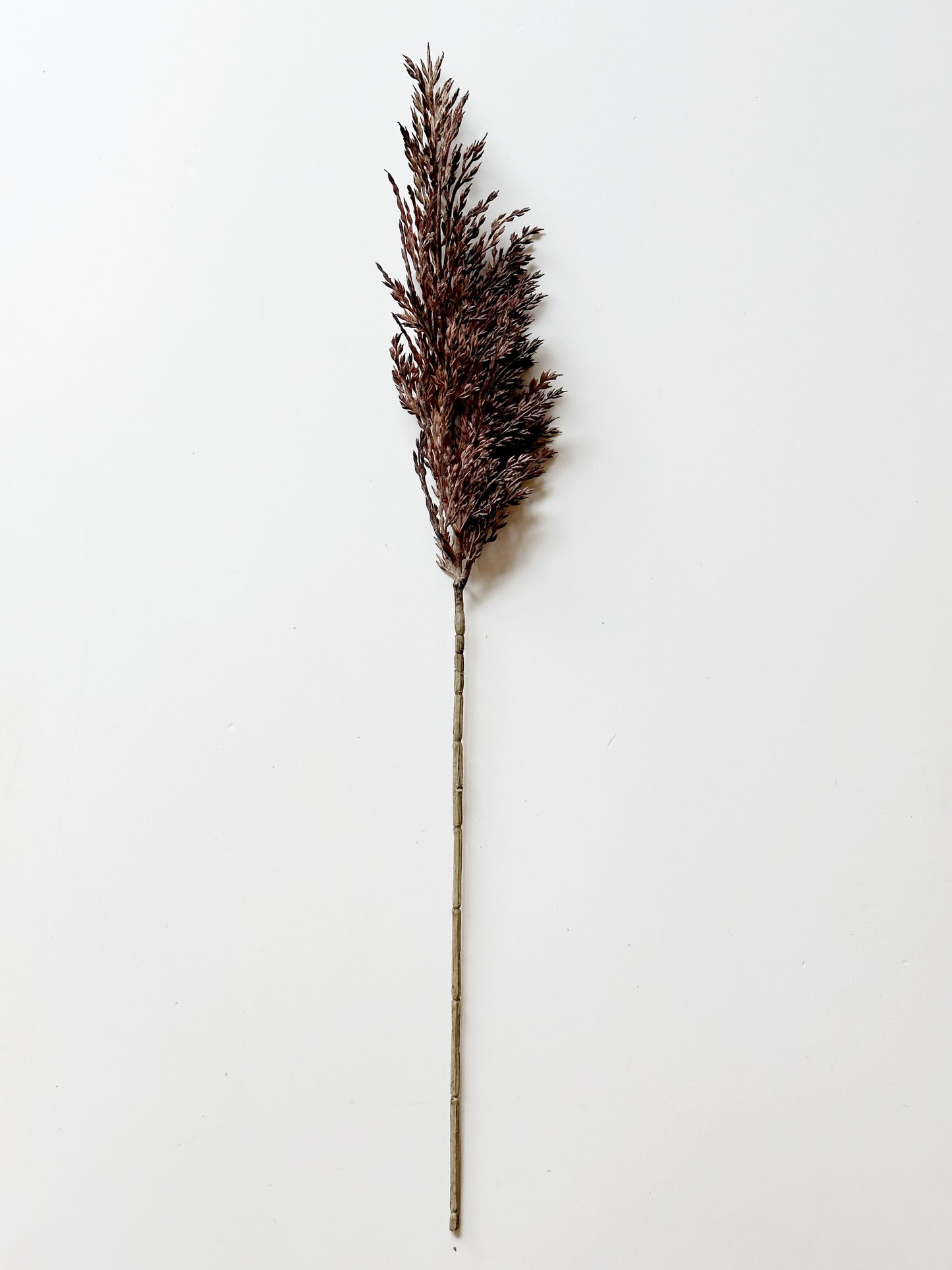 Pampas Grass Spray