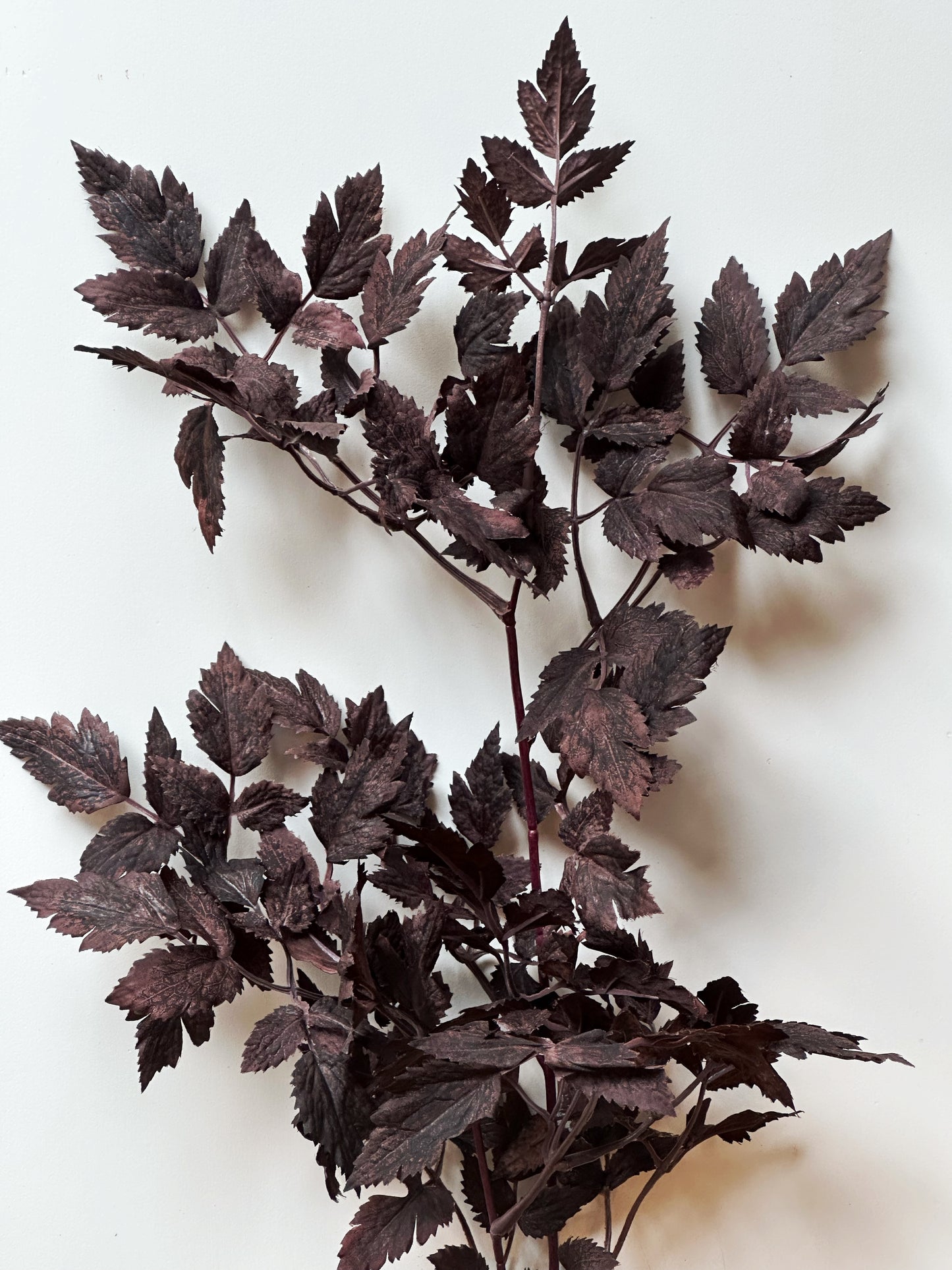 Leaf Spray Plum