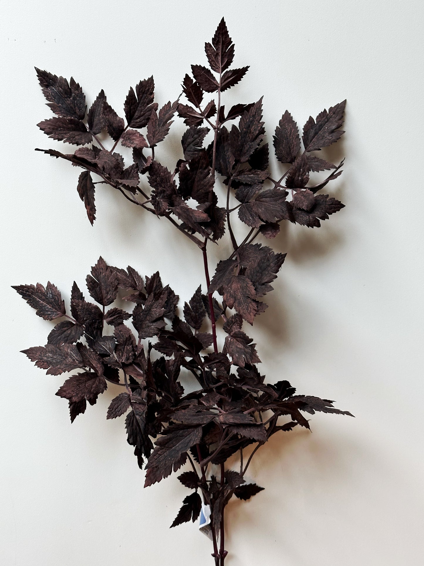 Leaf Spray Plum