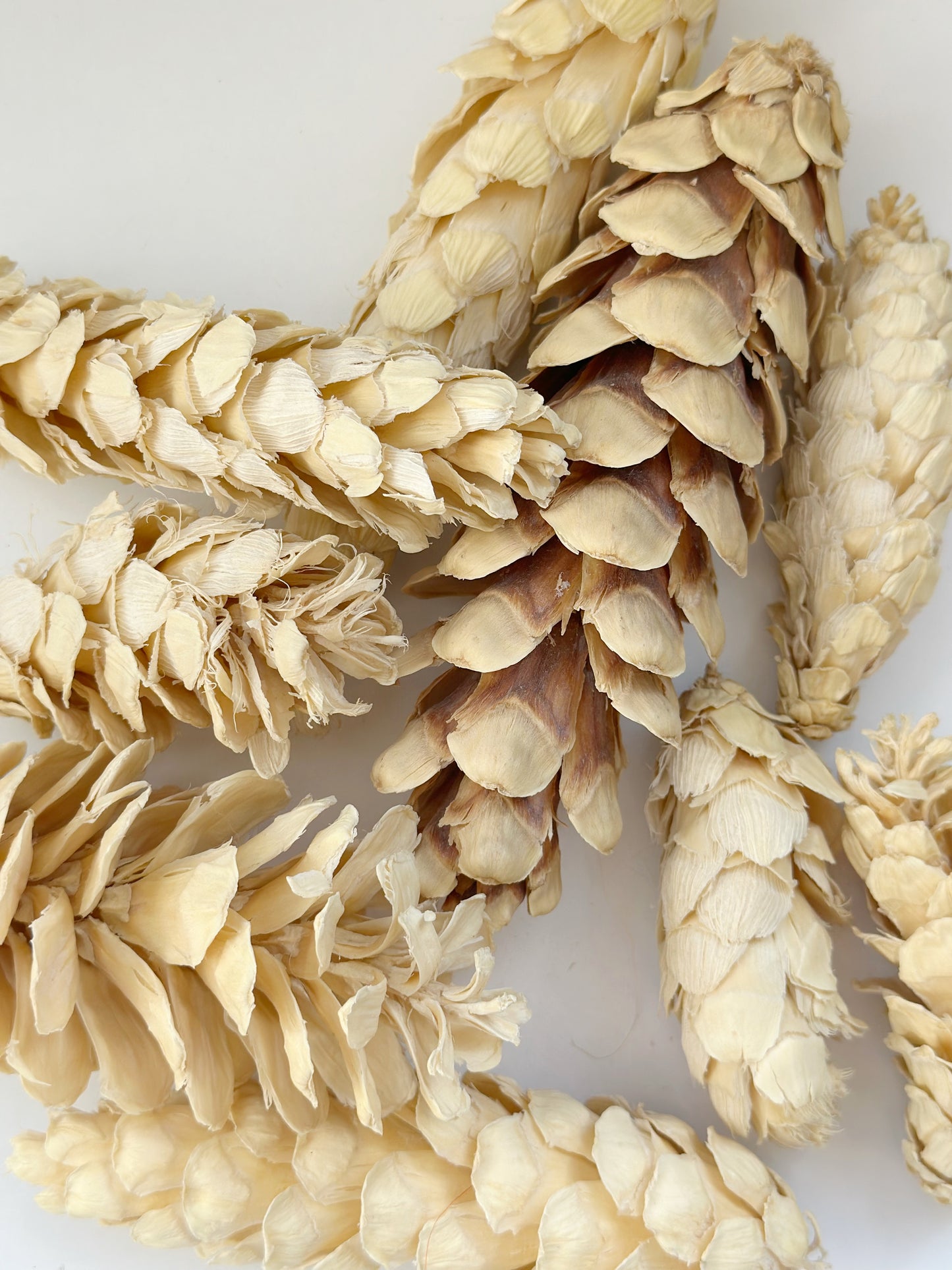 Dried Bleached Strobus Pine Cone Filler