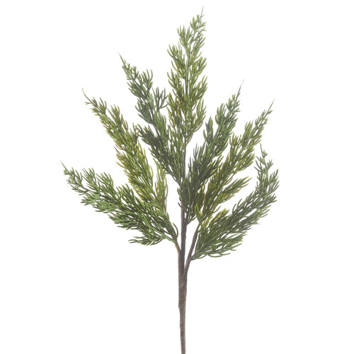 EVERGREEN BRANCH