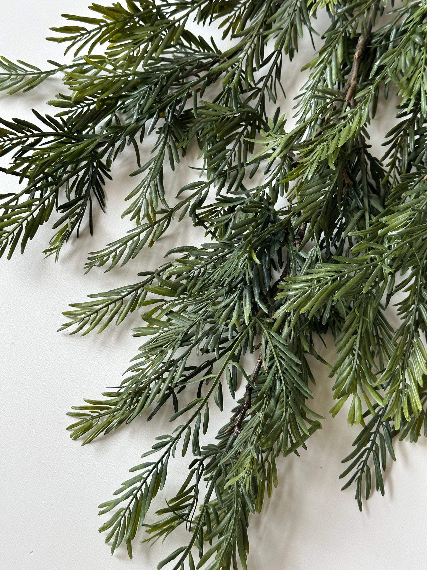 Douglas Fir Stem