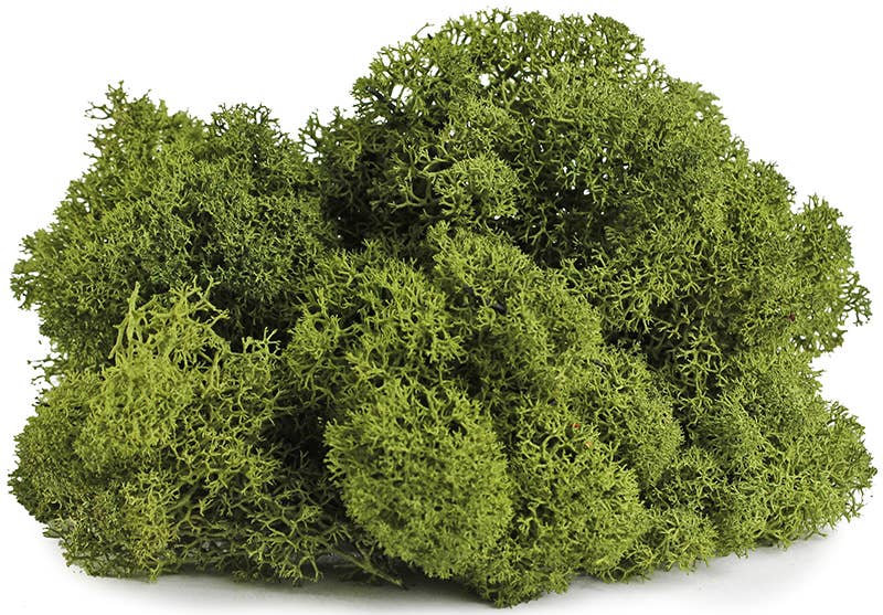 Reindeer Moss Basil 4oz