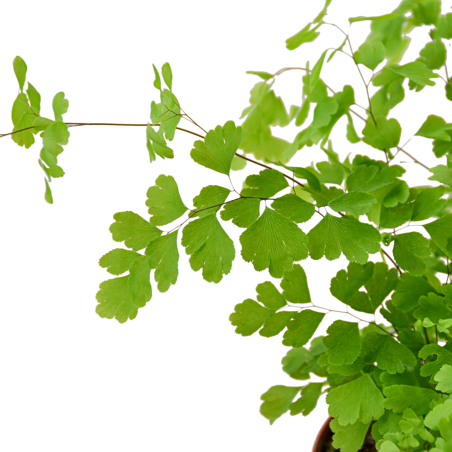 FERN MAIDENHAIR 4-inch