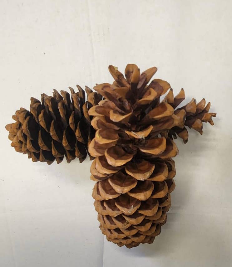 Sugar Pine Cone 8"-15"