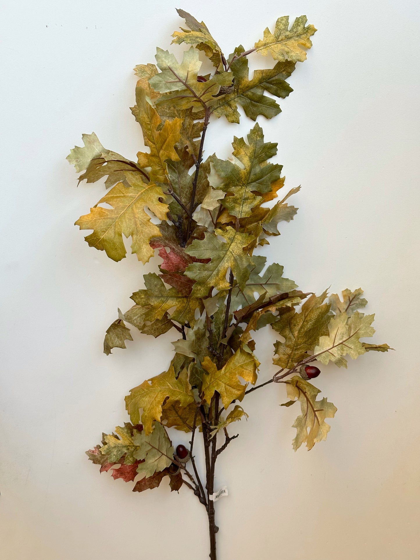 Valley Oak Stem