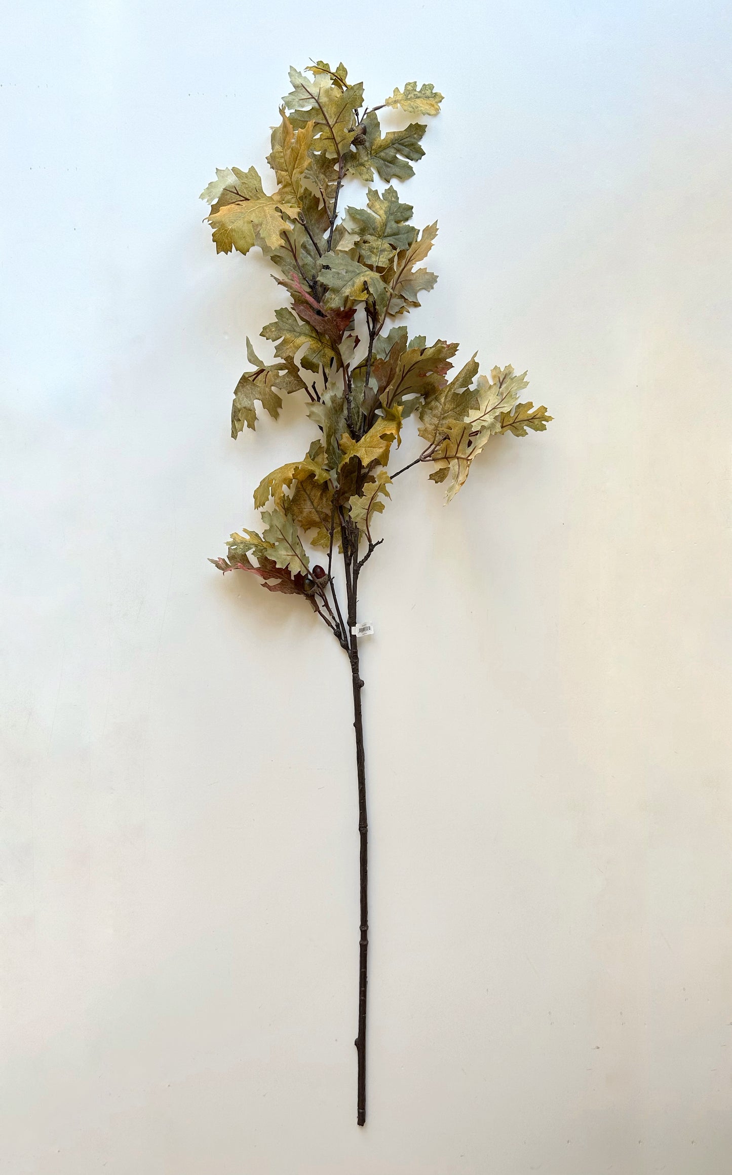 Valley Oak Stem