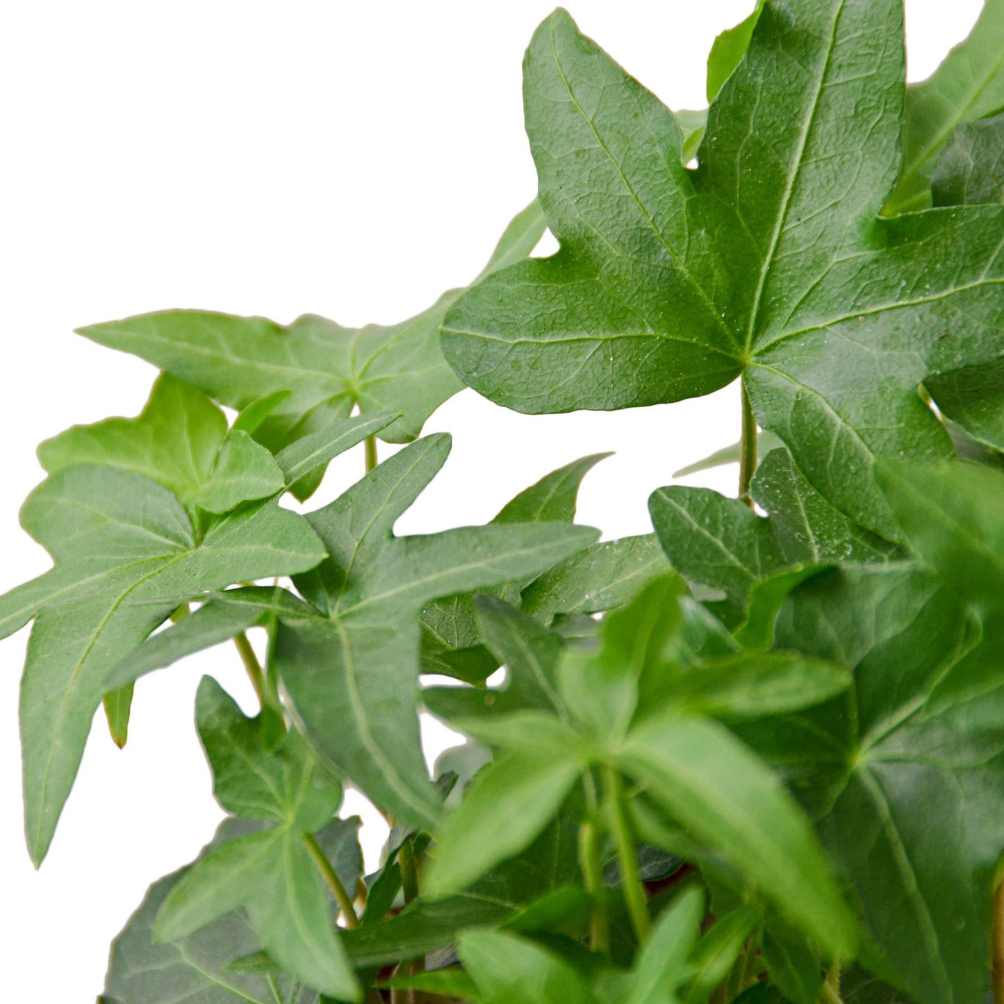 IVY GREEN 4-inch