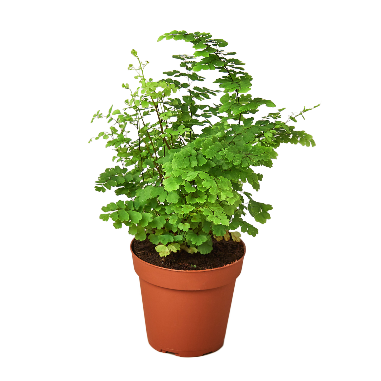 FERN MAIDENHAIR 4-inch