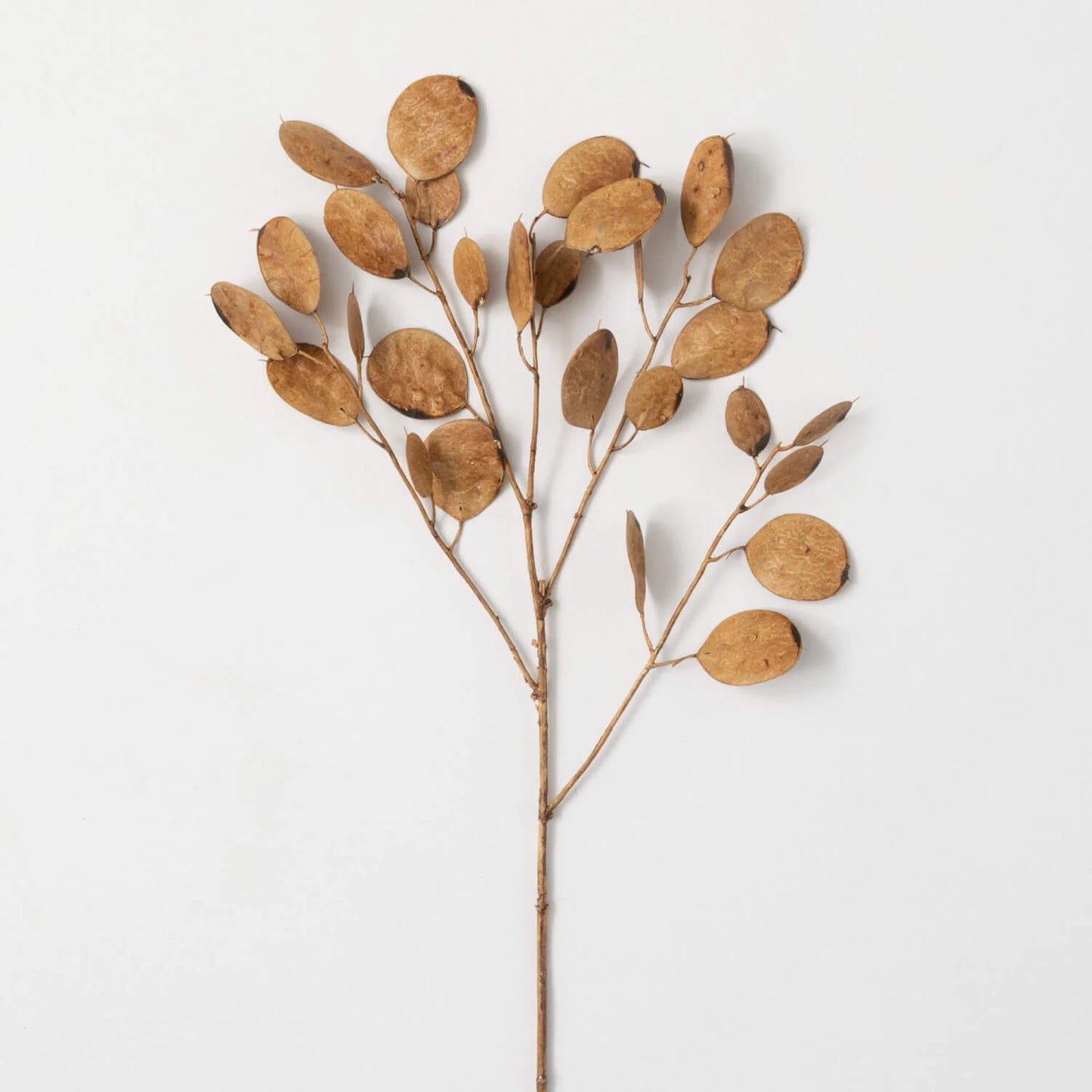 Faux Brown Lunaria Silver Dollar Stem