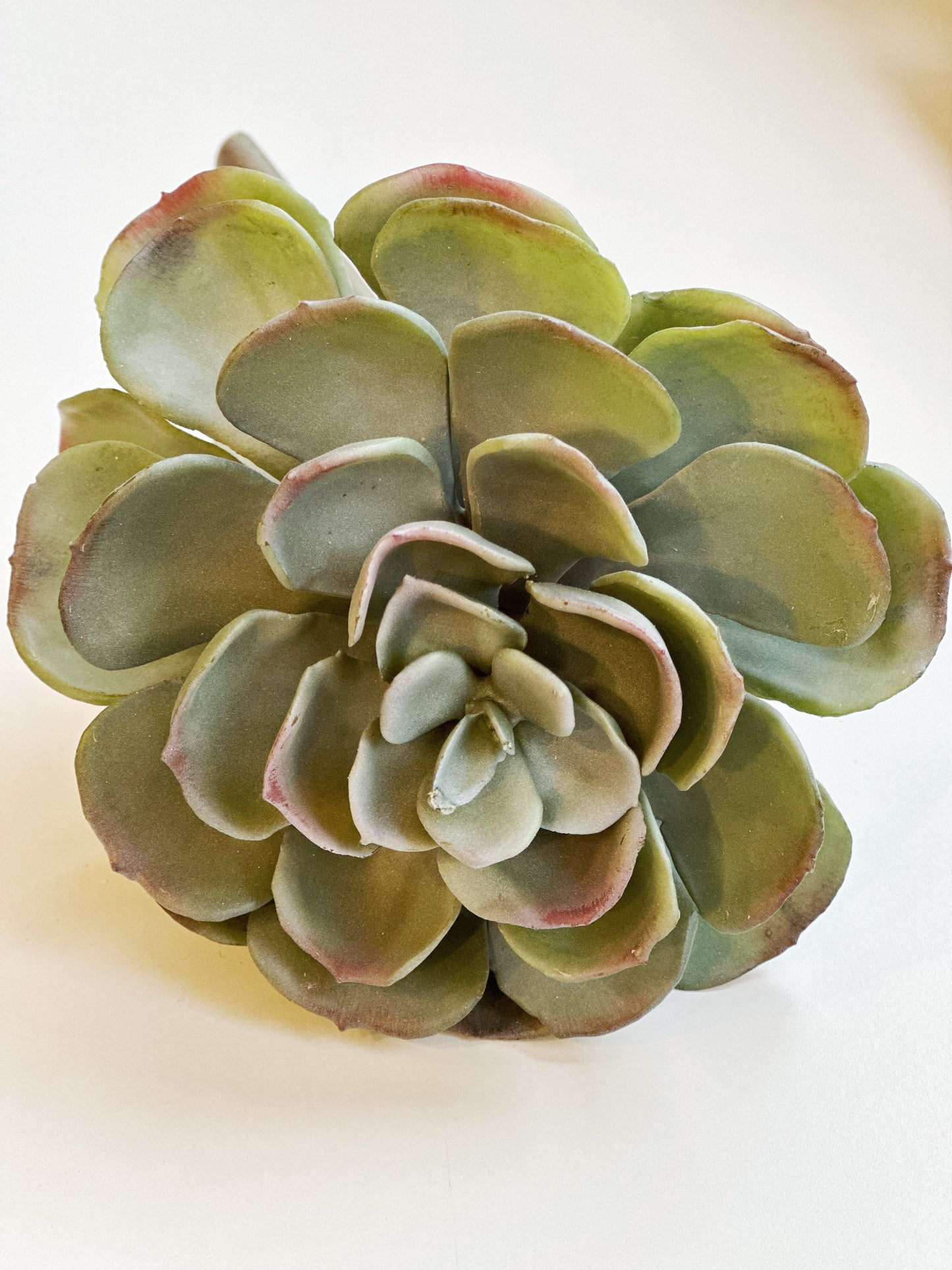 Echeveria Lola Succulent Stem