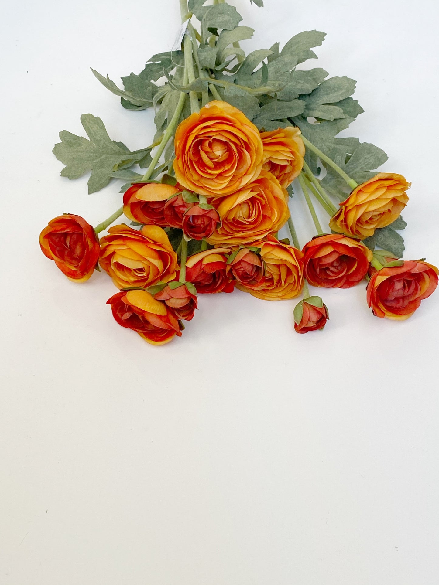 Orange Ranunculus Stem