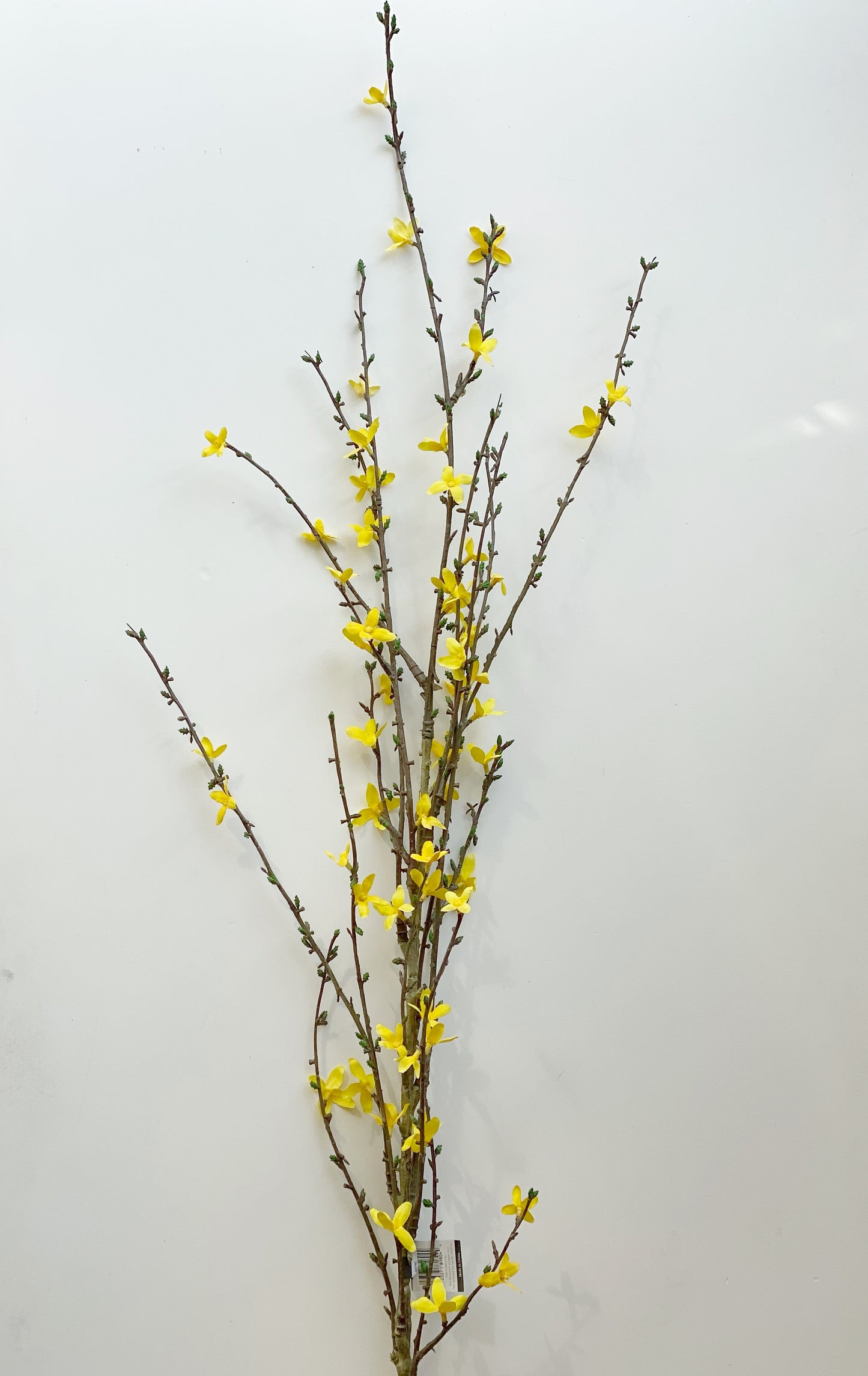 Forsythia Stem