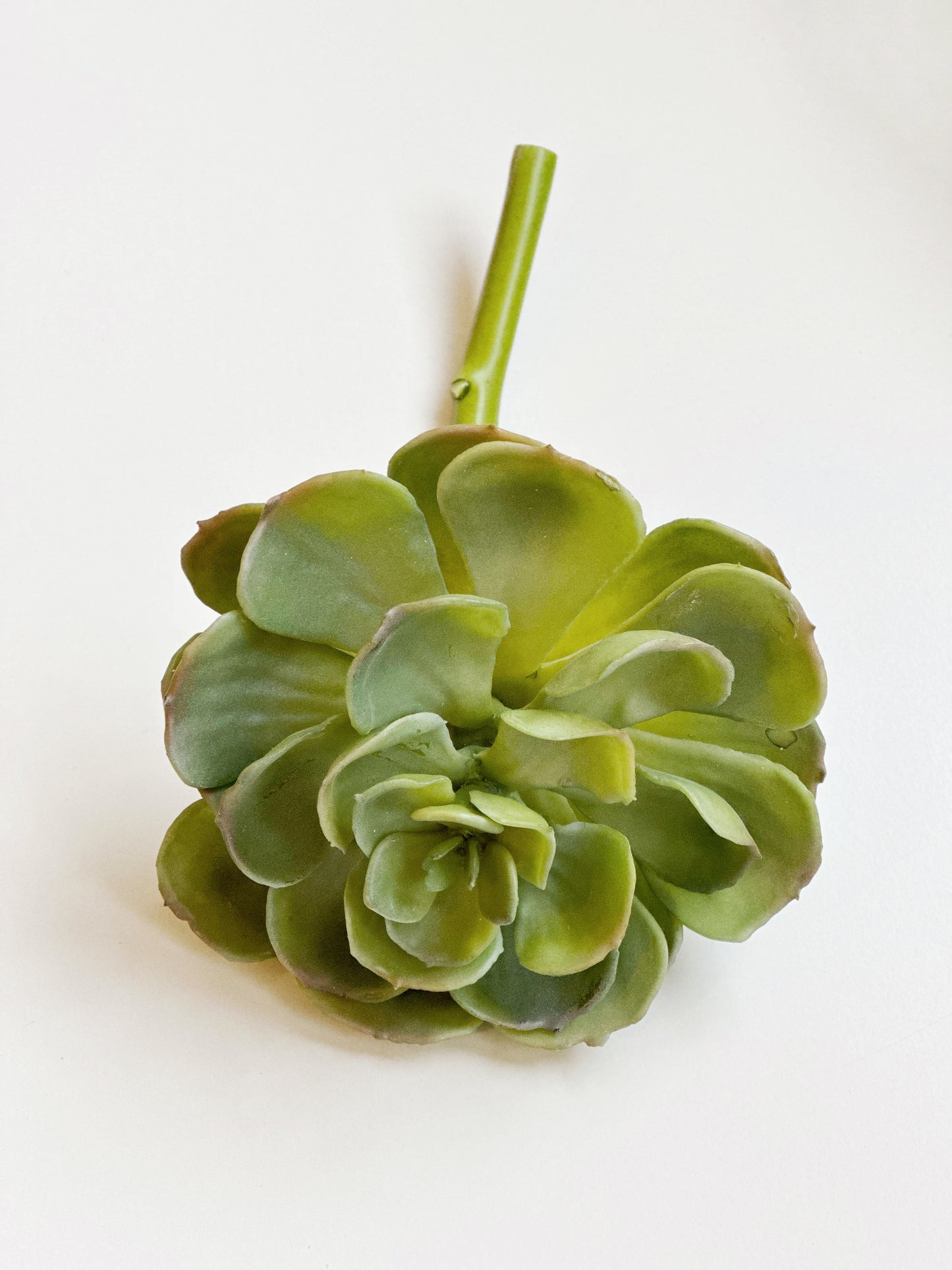 Rosette Succulent Large Stem