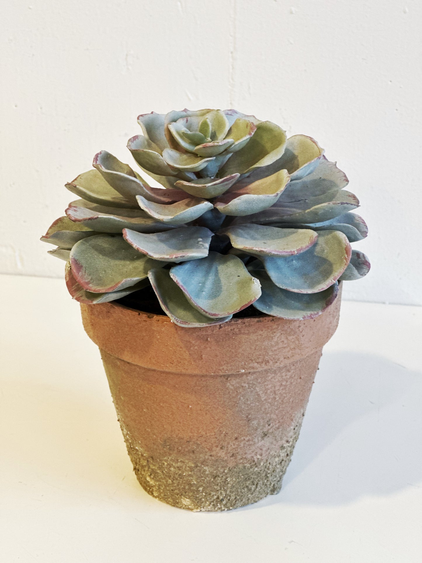 Potted Succulent