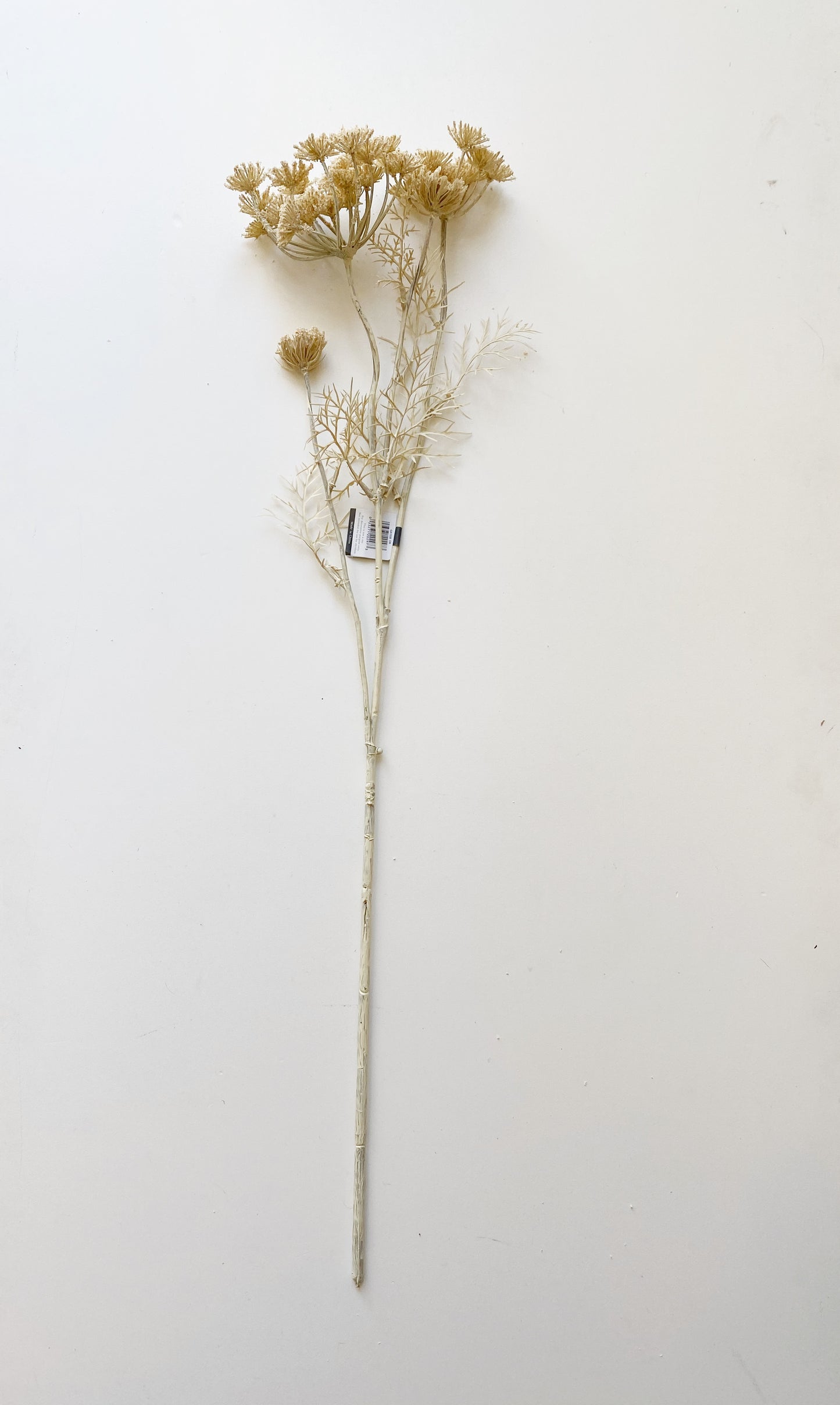 Queen Anne’s Spray Stem
