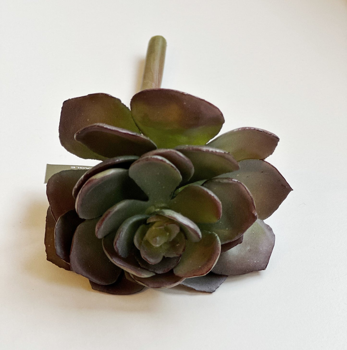 Echeveria Lilancina Succulent Stem