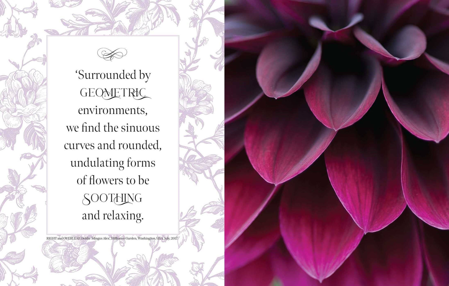 Beautiful Blooms: A Photographic Celebration