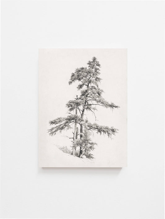 Tree Sketch Vintage Art Print: 11x14in