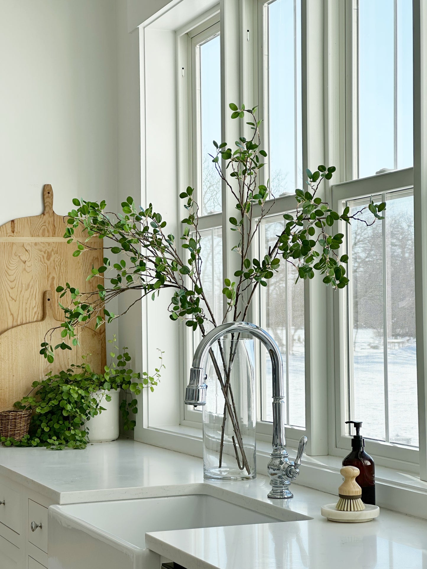 Bonsai Ficus Branch Stem