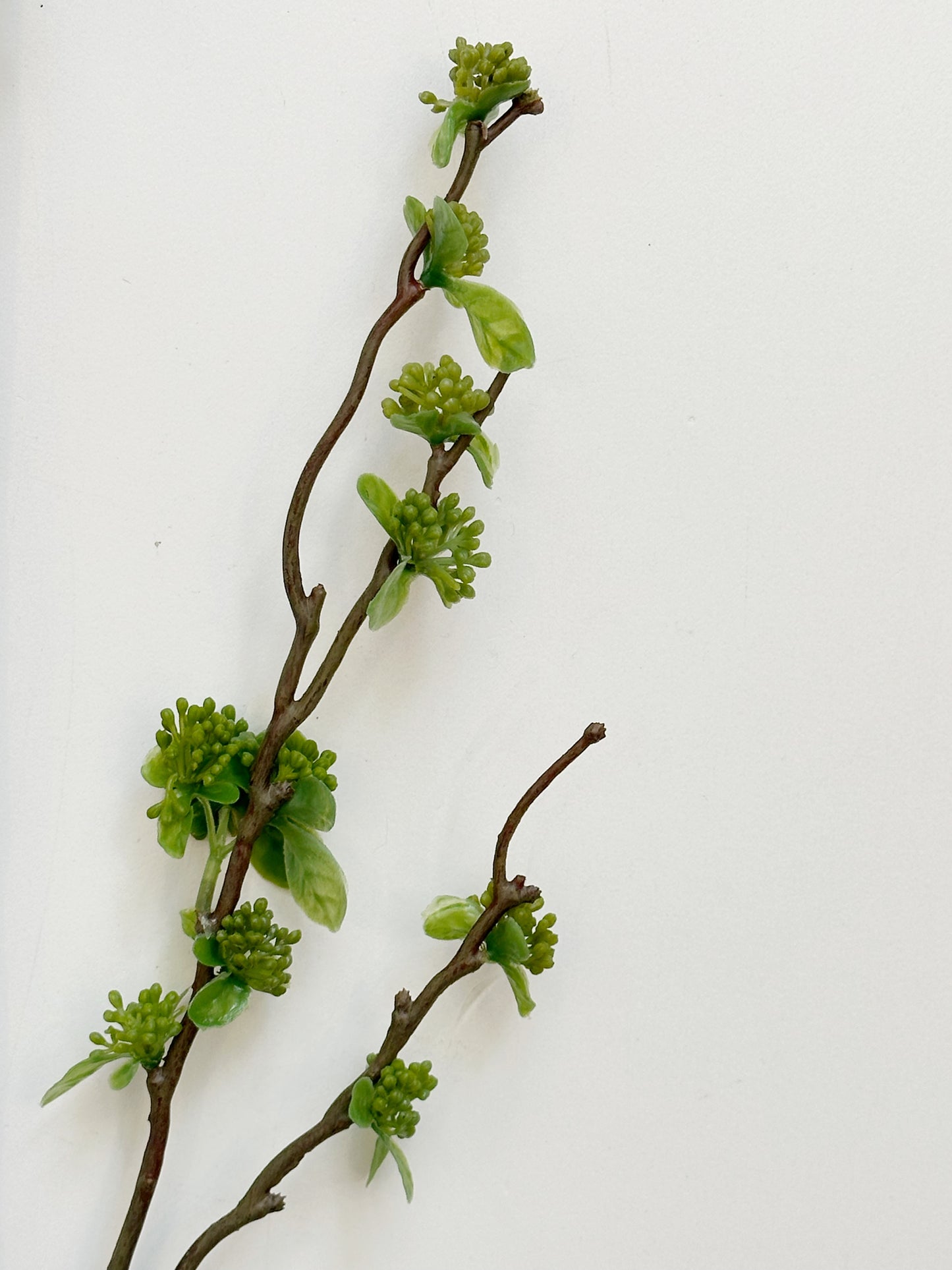 BUDDING BRANCH STEM