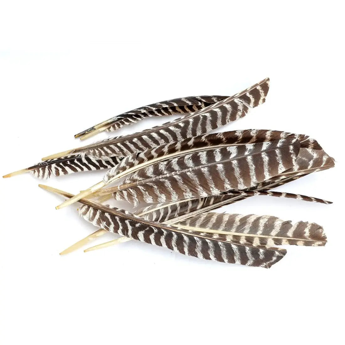 Barred Turkey Pointer Feathers - Left Wing  - Natural