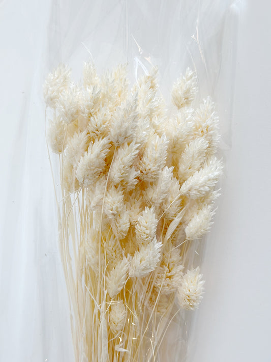 WHITE PHALARIS GRASS
