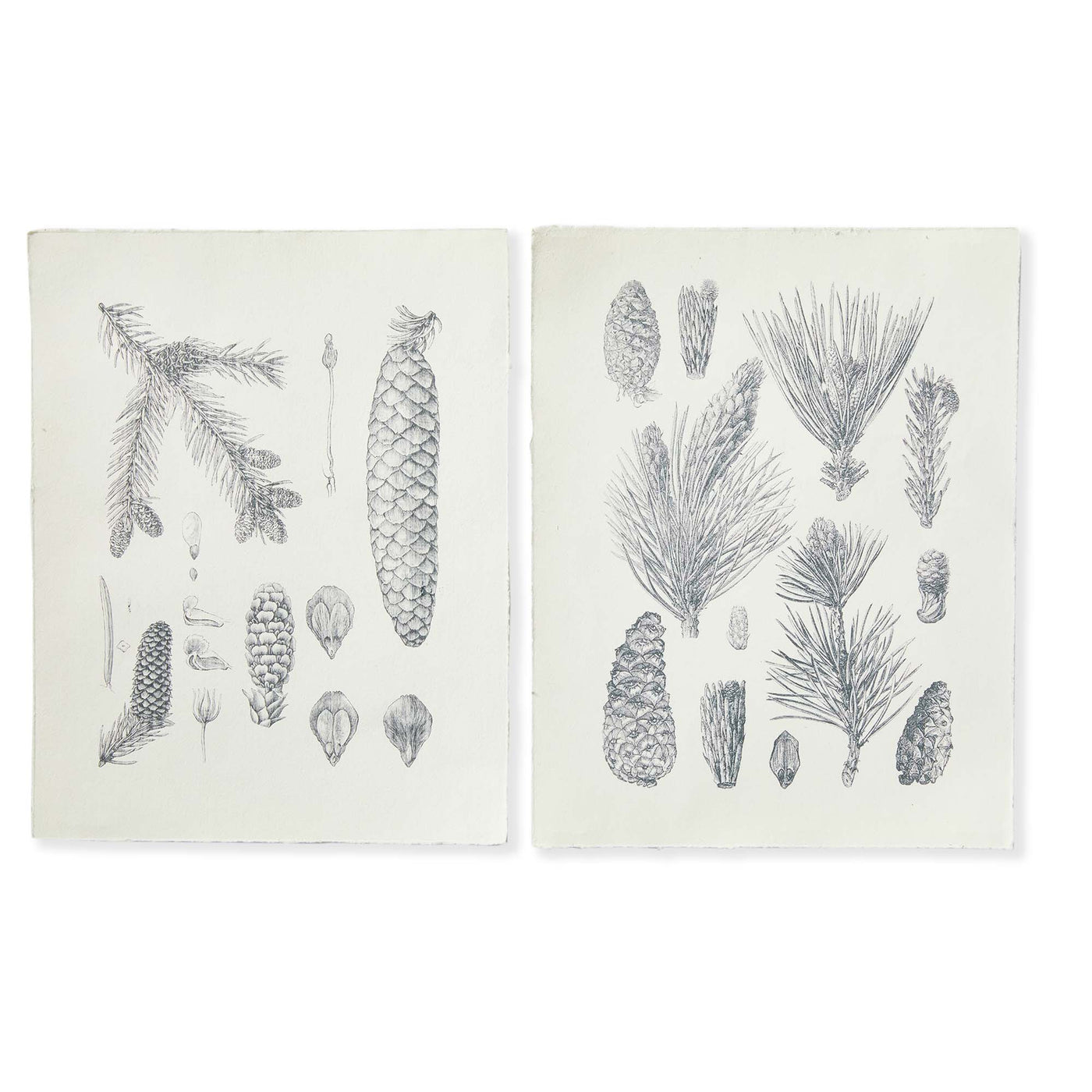 Pinecones & Pine Art with Raw Edge Print 2 Styles