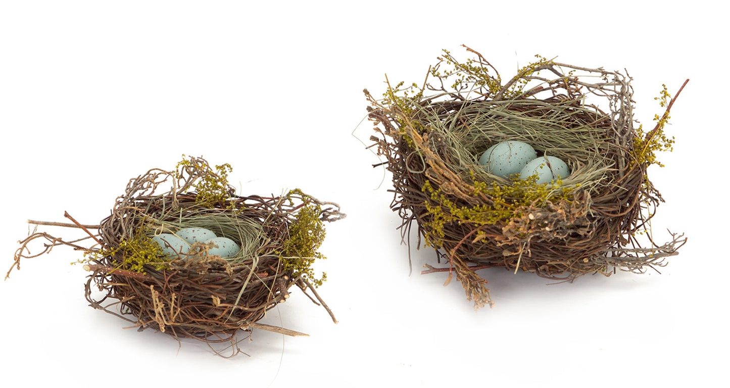 Robin’s Eggs in Nest