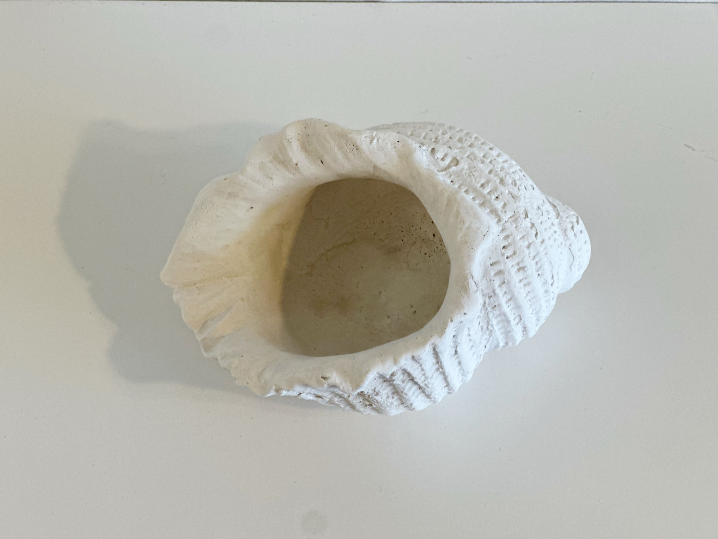 WHITE WEATHERED CONCH SHELL