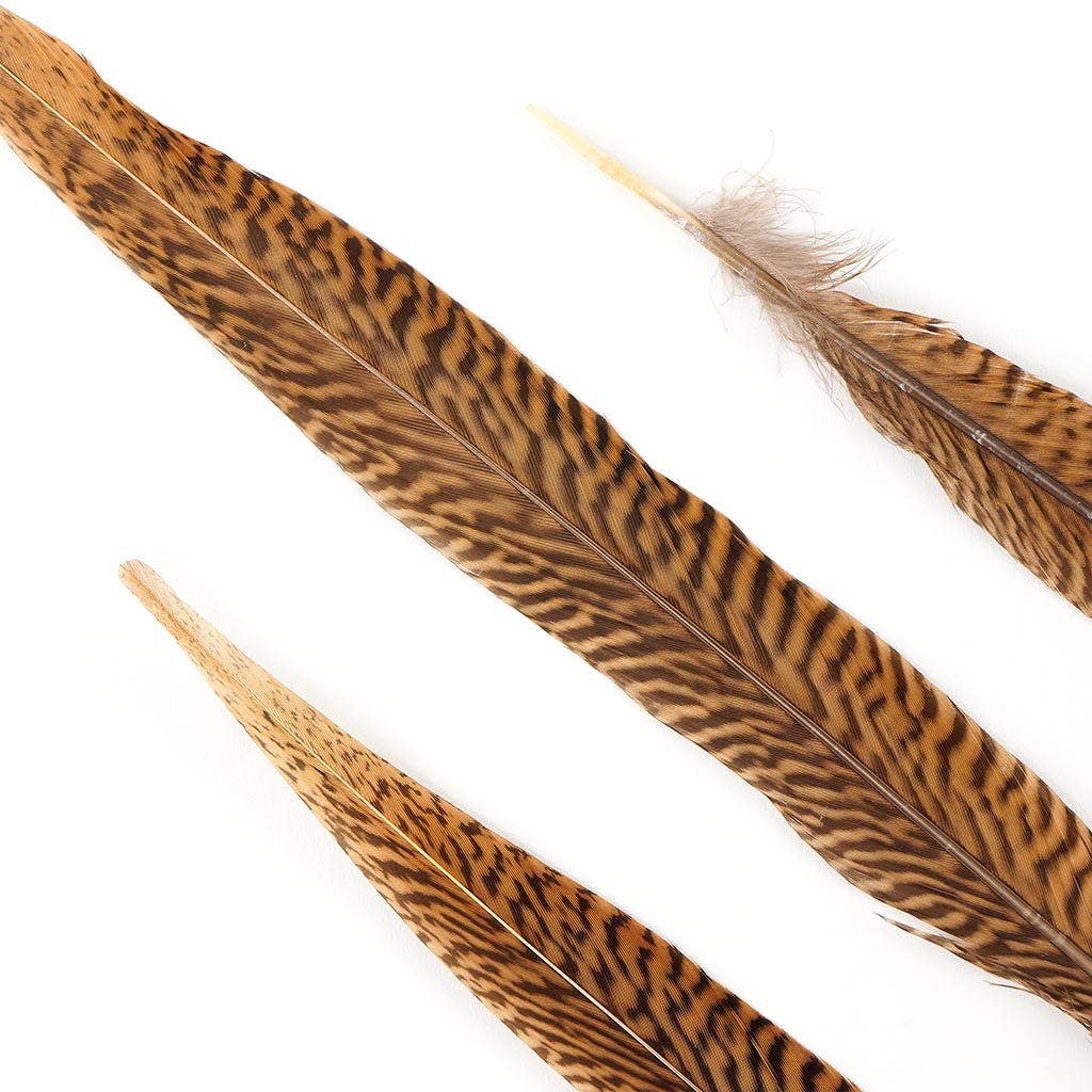 Golden Pheasant Tails 14-16" - Natural
