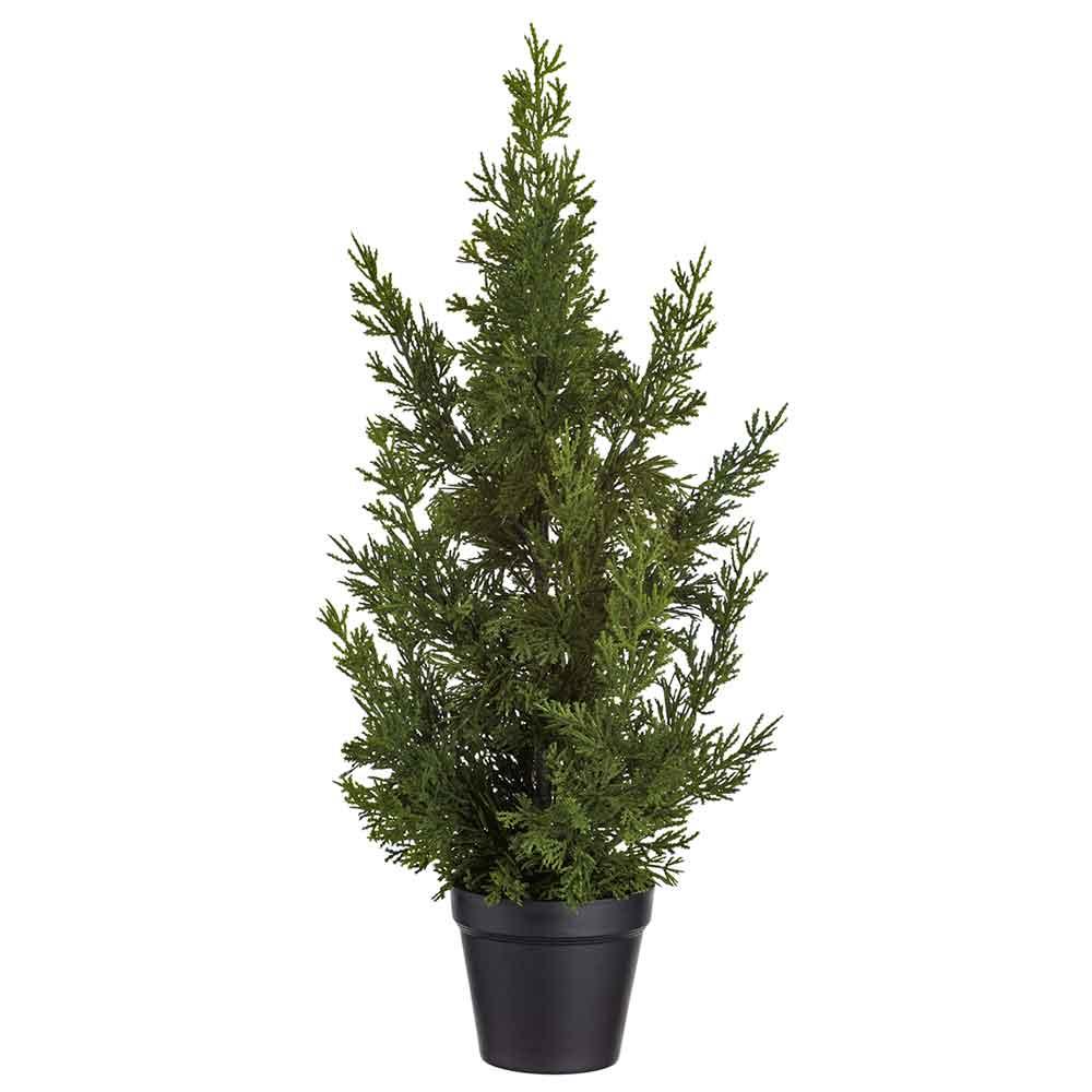 24" Cedar Tree in Pot