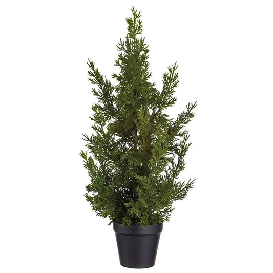 24" Cedar Tree in Pot