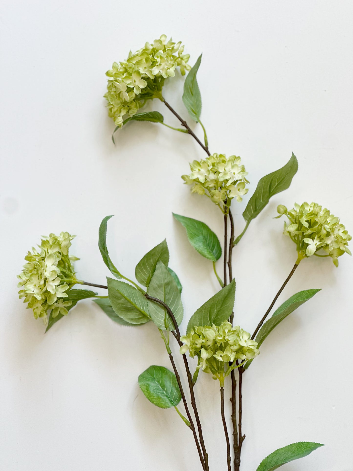 Green Snowball Hydrangea Branch