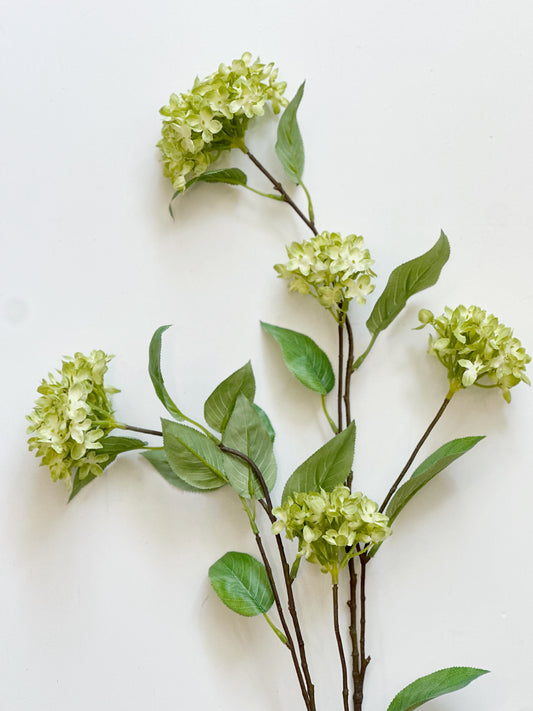 Green Snowball Hydrangea Branch