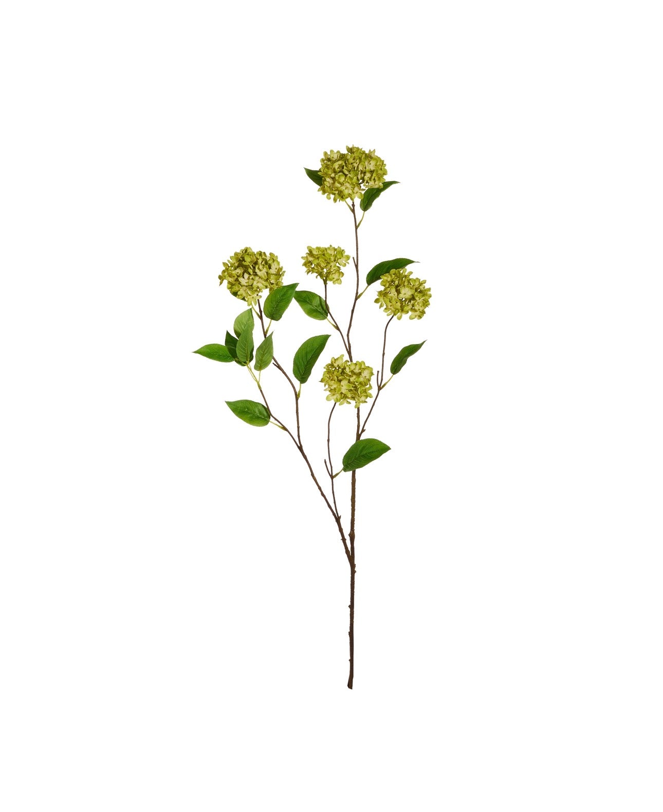 Green Snowball Hydrangea Branch