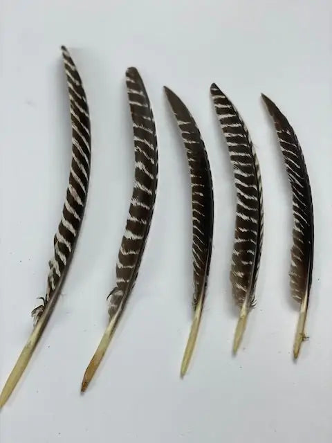 Barred Turkey Pointer Feathers - Left Wing  - Natural