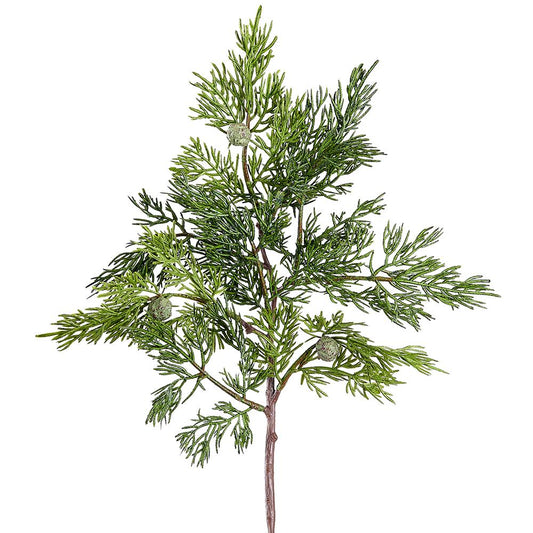 Juniper Stem