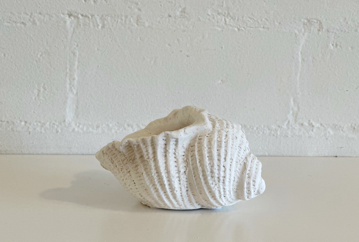 WHITE WEATHERED CONCH SHELL