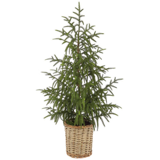 40" Cypress Tree in Basket