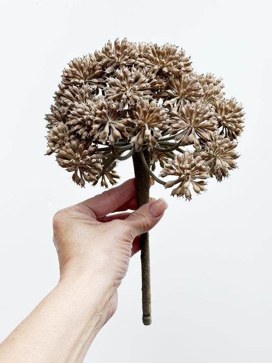 Garden Angelica Stem