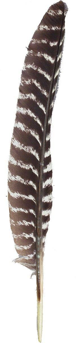 Barred Turkey Pointer Feather- Right Wing -