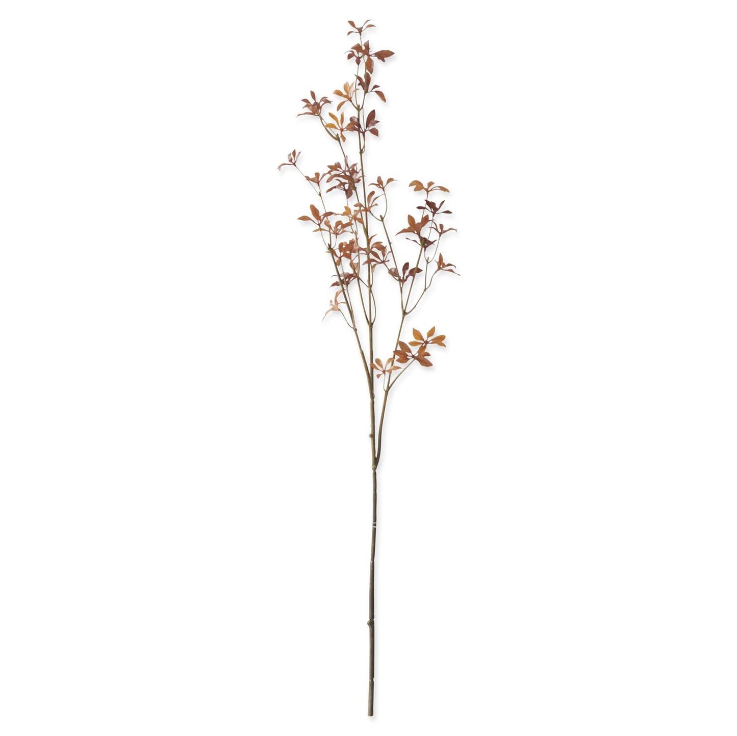 LUDWIGIA FALL LEAF STEM