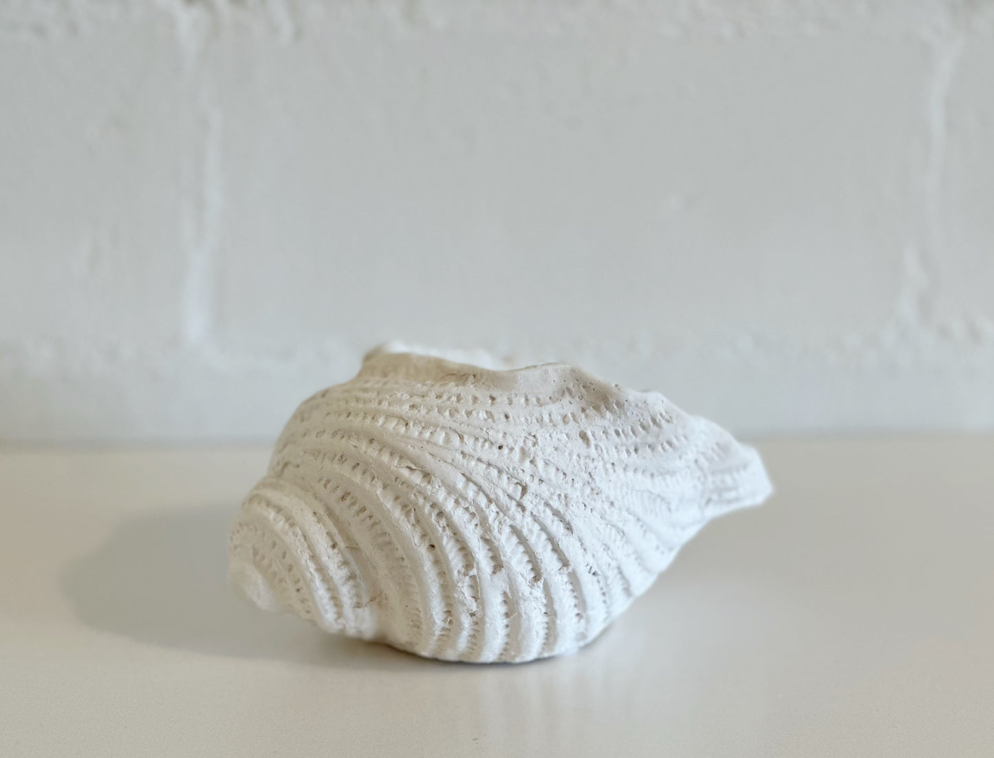 WHITE WEATHERED CONCH SHELL