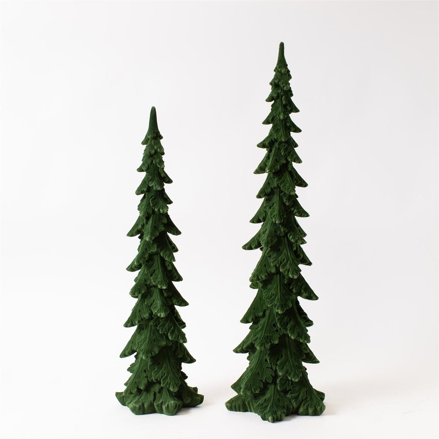 ALPINE PENCIL FIR - Tall and Extra Tall