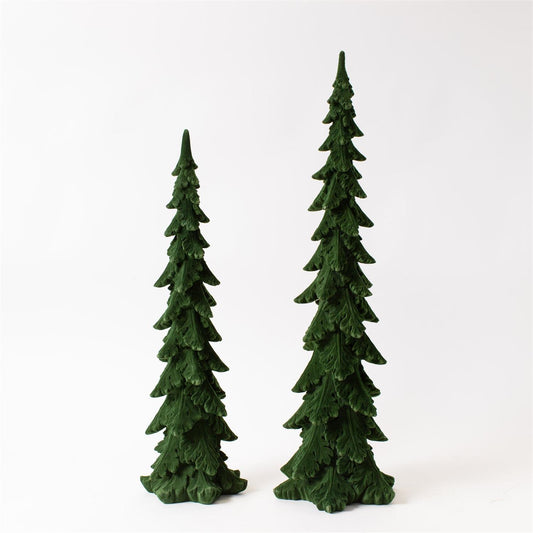 ALPINE PENCIL FIR - Tall and Extra Tall